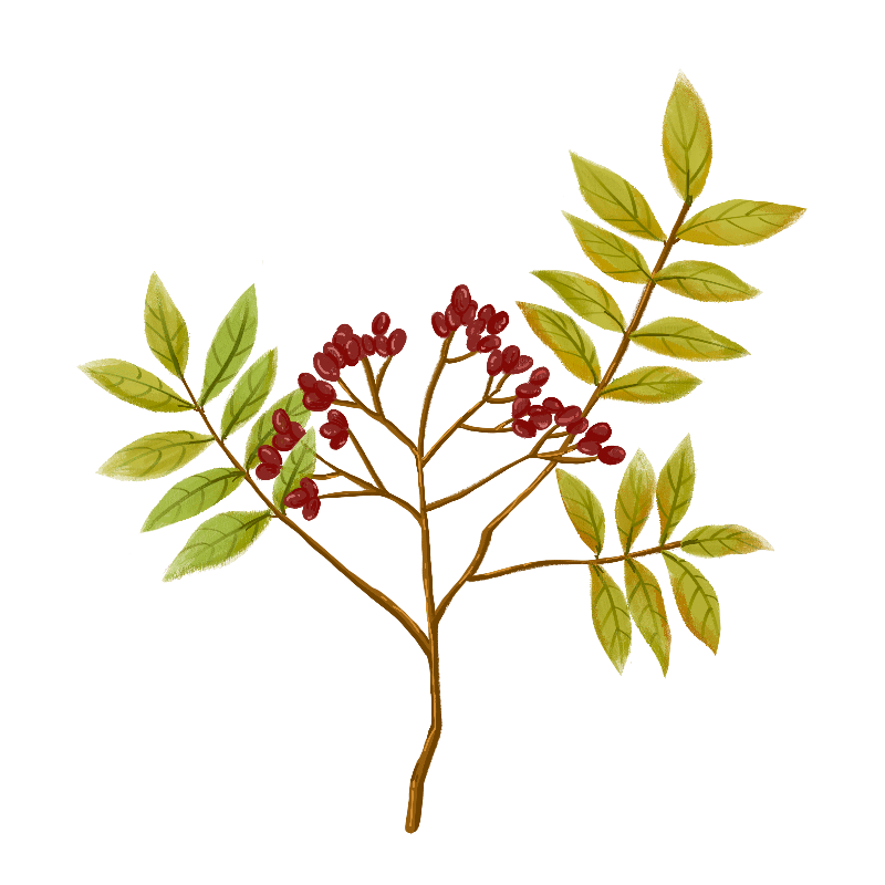 国风工笔植物插画