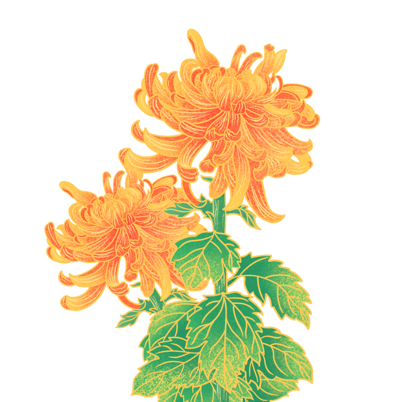 菊花花瓣组合元素素材