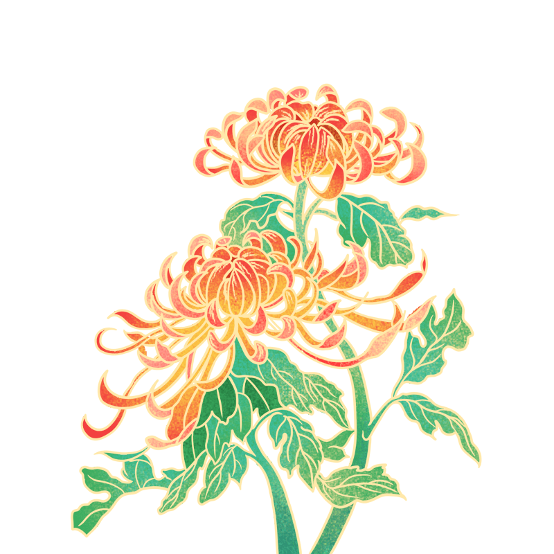 古风花卉元素-菊花