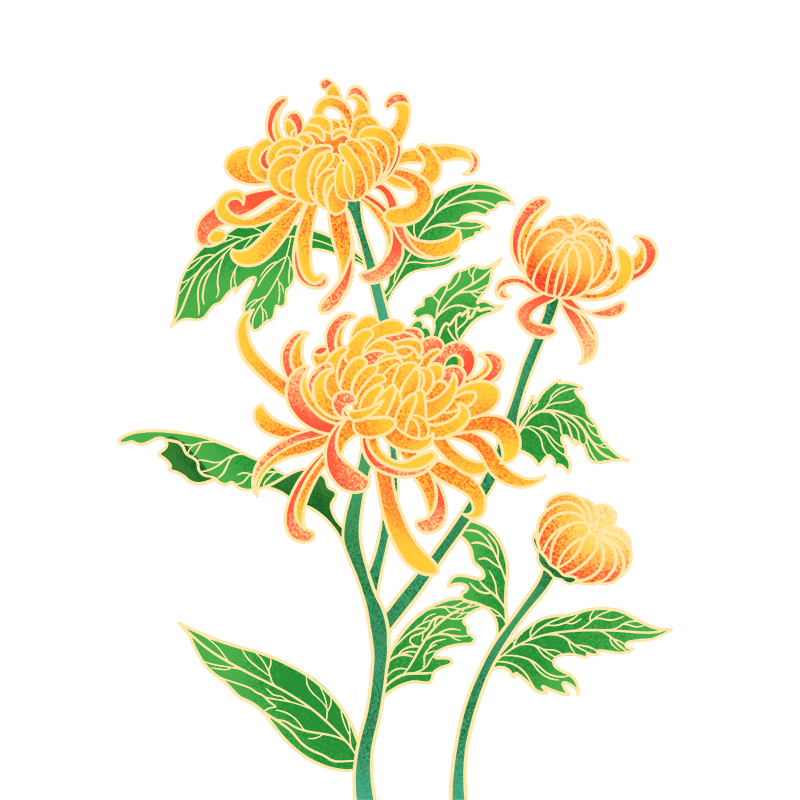 中国风植物元素主题元素菊花