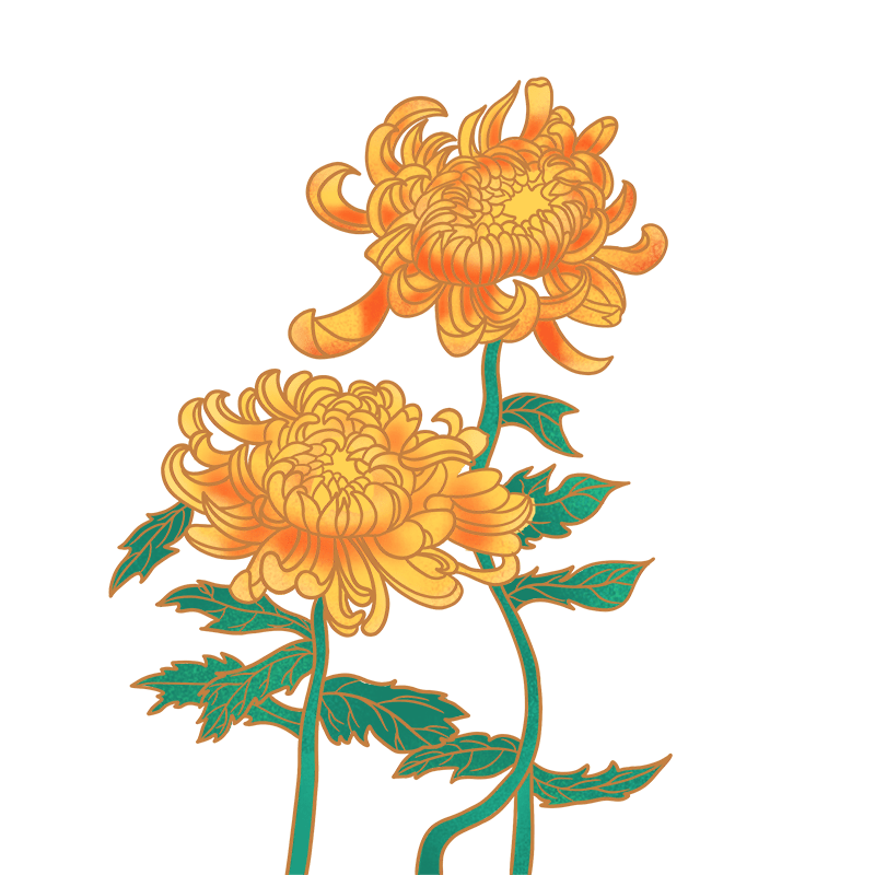 中国风-国潮植物元素菊花