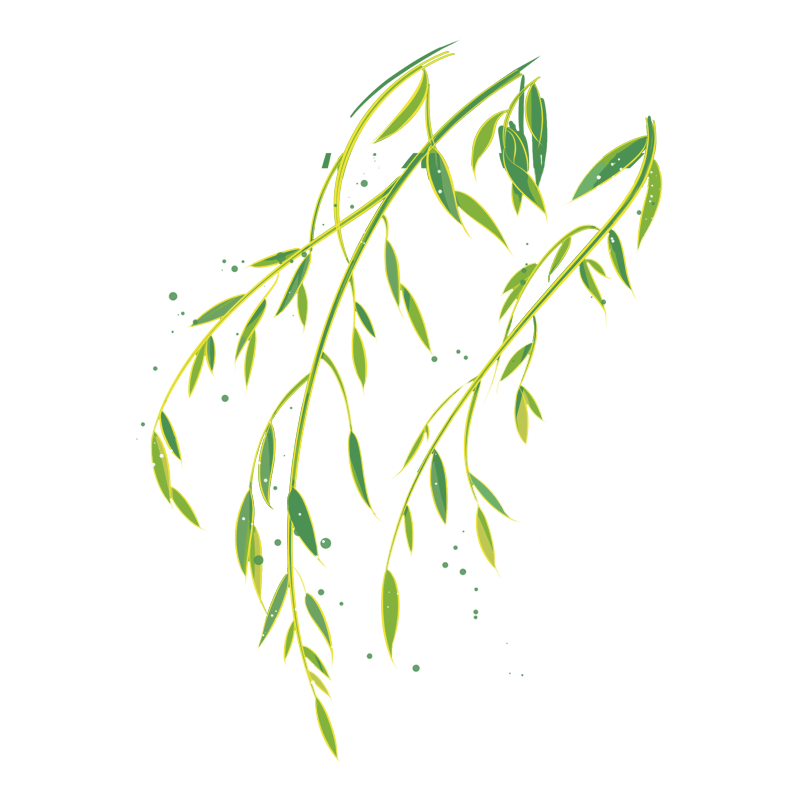 春天春季春日插画柳枝