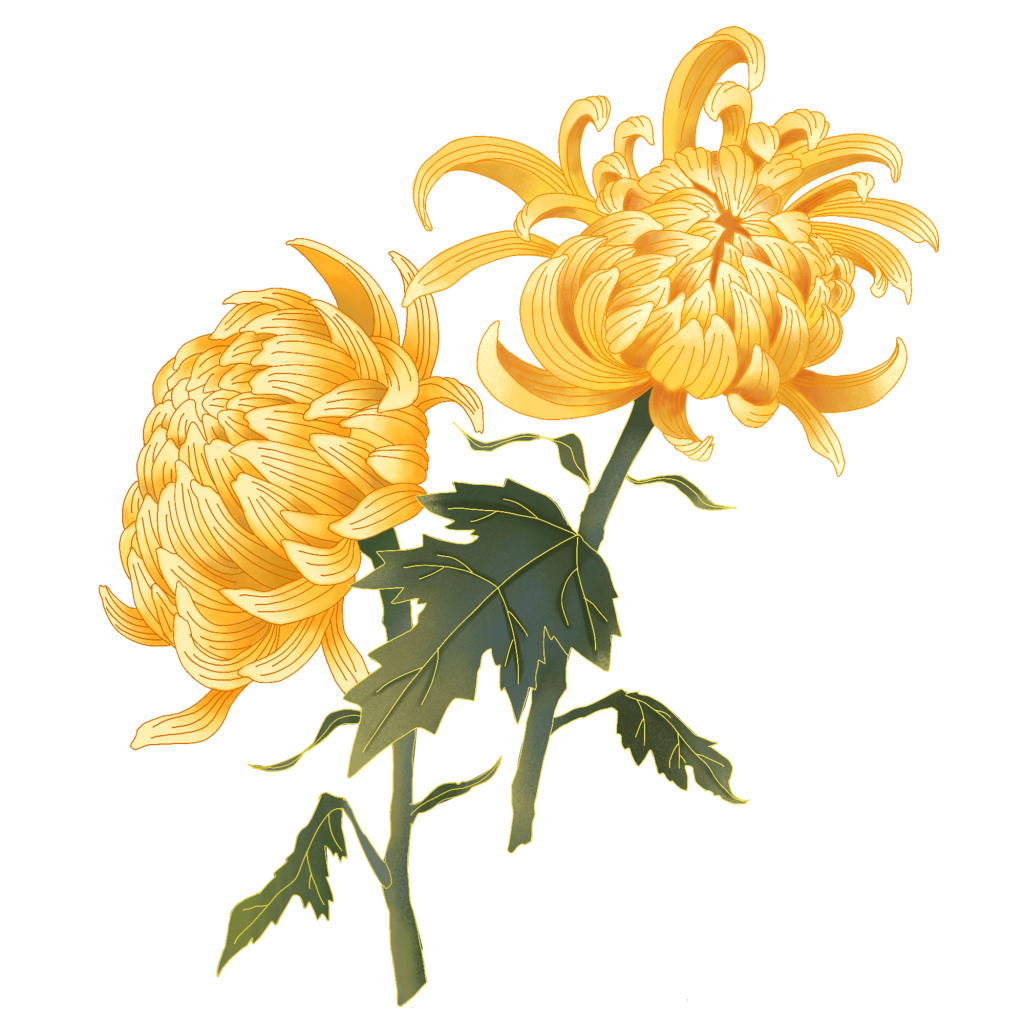 菊花绿叶中国风