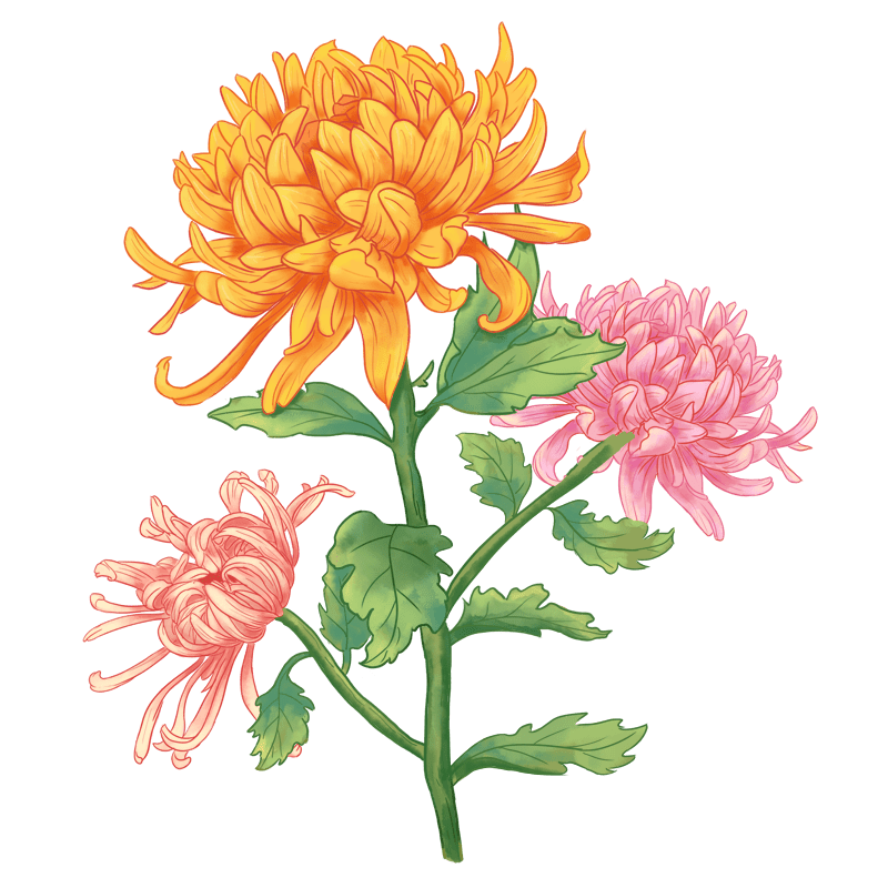 手绘重阳节菊花