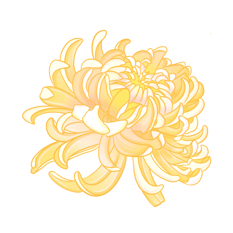 重阳节手绘插画-菊花