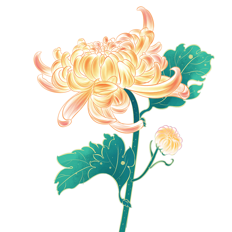 重阳节鲜花元素菊花