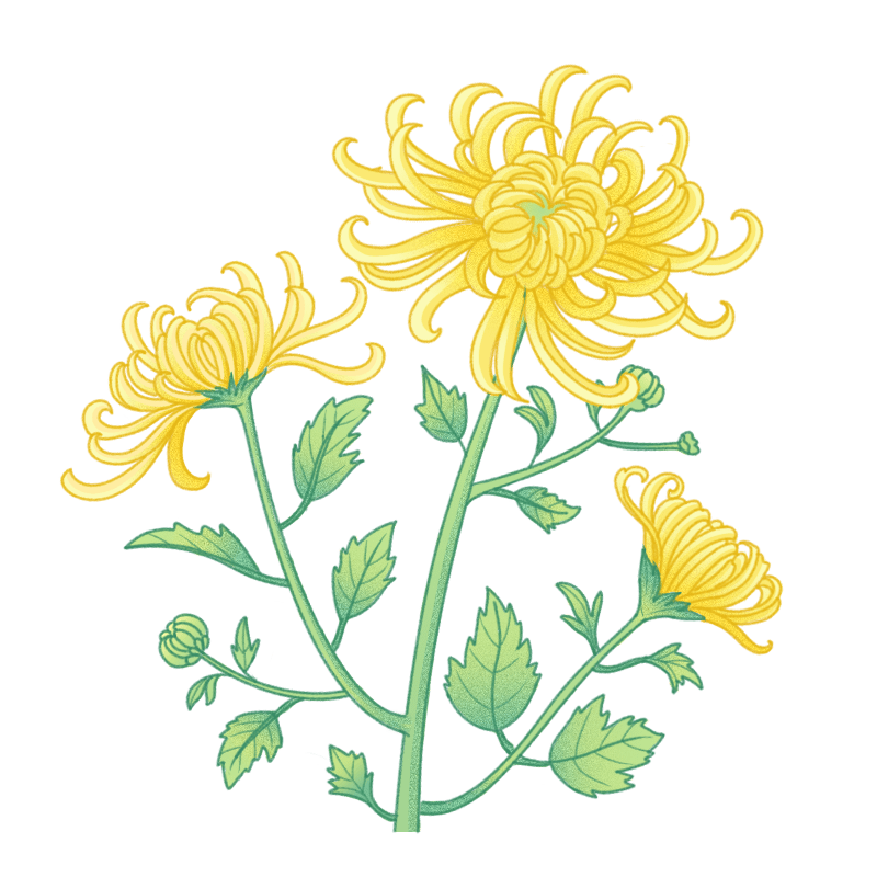 中国风植物花卉-菊花