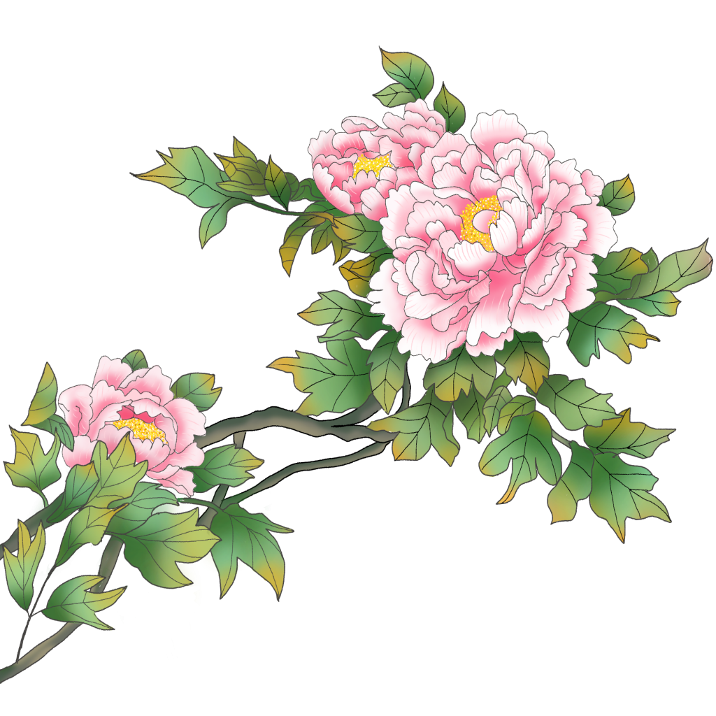 中国风植物插画牡丹