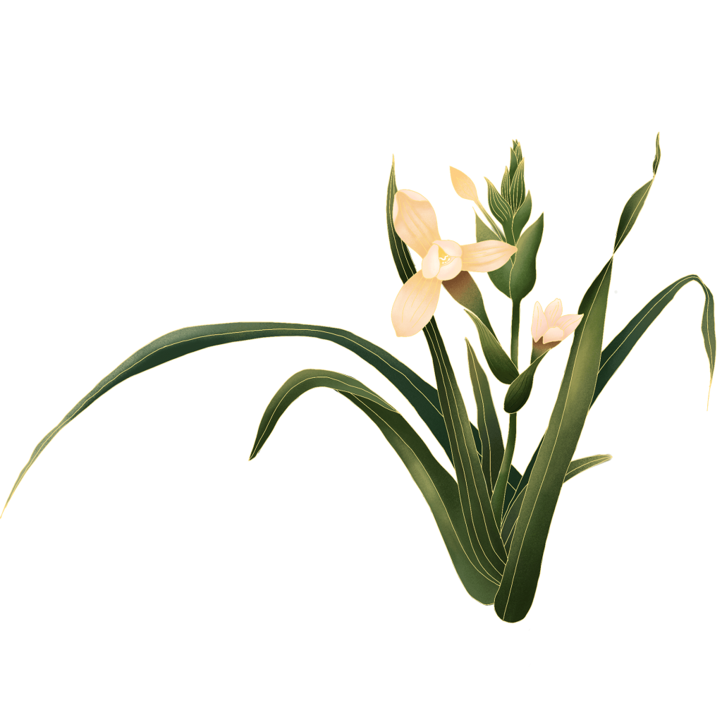 国潮兰花插画