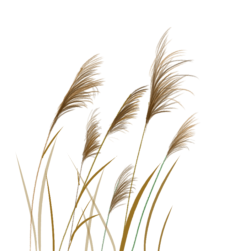 国风植物系列芦苇