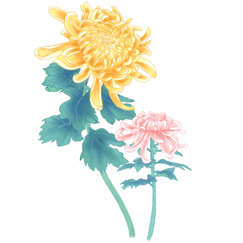 国潮重阳花卉元素-菊花