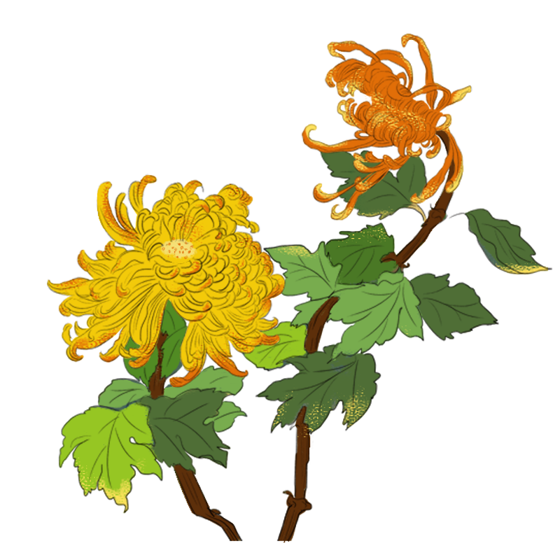 手绘中国风菊花