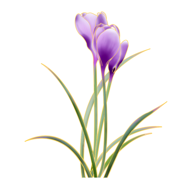 国潮鸢尾花插画
