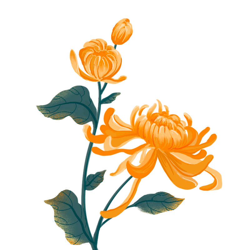 手绘重阳节菊花