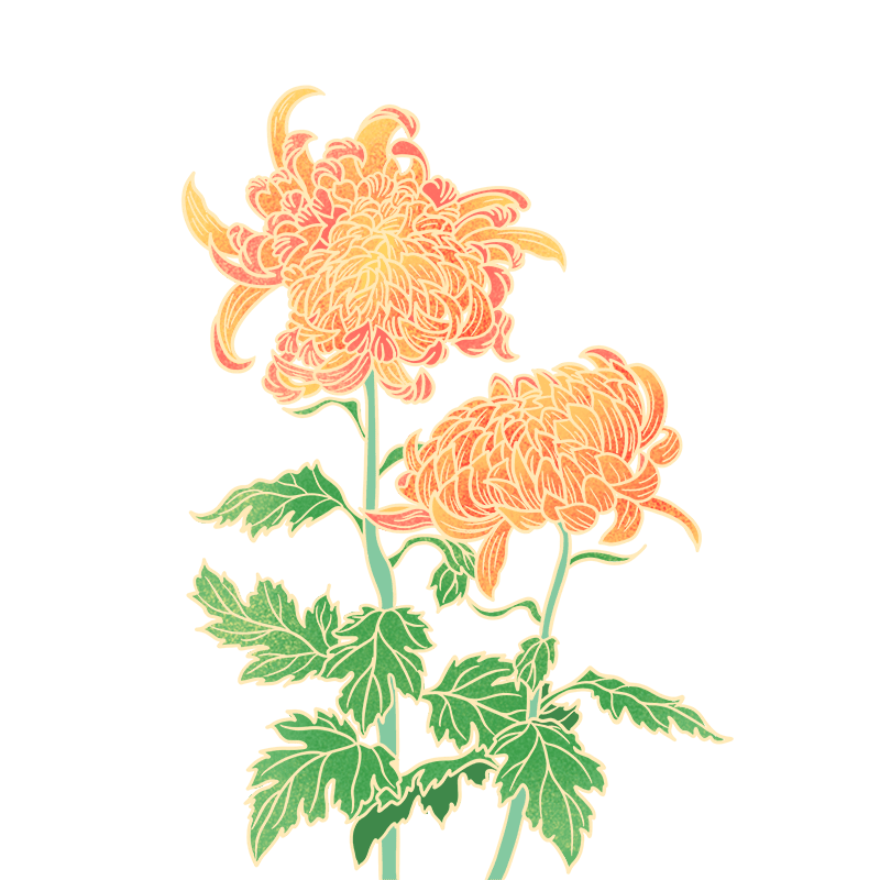 中国风重阳节菊花